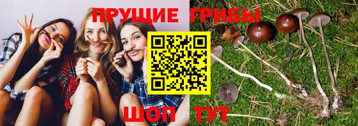 Псилоцибиновые грибы ЛСД Гатчина